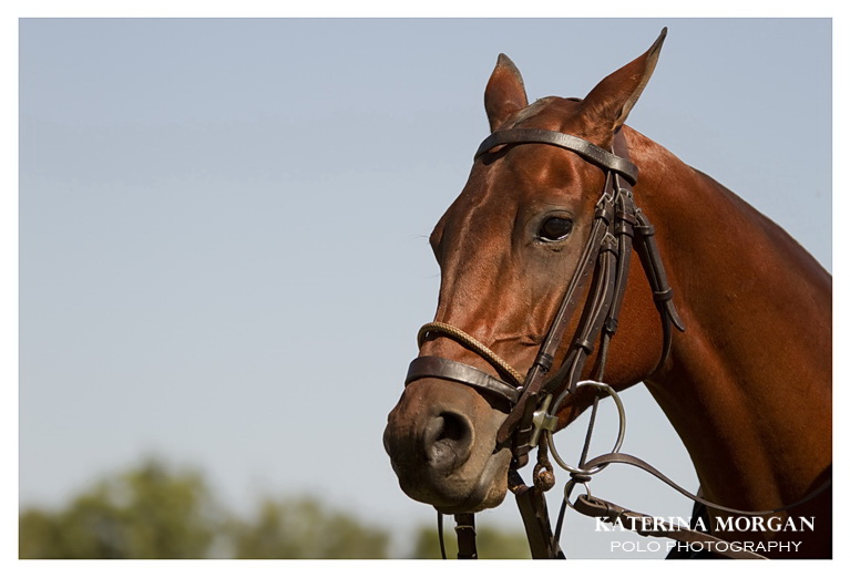 Polo Tour Centauros Katerina Morgan POLO Magazine